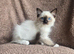 Ragdoll Kittens Available now