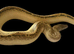 Ivory blood python male