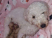 Stunning poodles