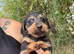 Dachshund x Jack Russell