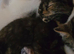 5 month old female kitten for sale