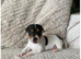 Jack Russell Pups Available