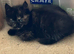 Gorgeous semi long haired tortoise shell kittens