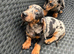 Dapple sausage dog puppy