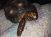 Young Male Redfoot Tortoise