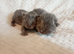 Beautiful BSH kittens