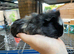 Male guniea pig available