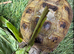 AVAILABLE NOW Horsfield tortoises looking for loving new home
