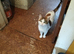 2 lovely kittens ready to go to there forever home