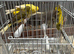Dimorphic canary’s for sale