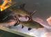 2 silver breeding sharks large size