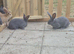 Pure continental giant rabbits