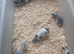Males mice delivery available