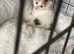 Long haired kittens 8 weeks old