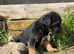 Border terrier boy pups