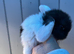 Mini lop pure bred