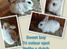 Netherland dwarf x Dutch sweet baby boy and girl available NOW. Norfolk.