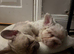 Two French Bulldogs
