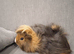 Two guinea pig girls