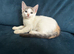 Beautiful sphynx cross kittens