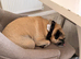 Loving dog needs new home