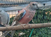 2 bourke parakeets