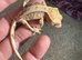 Crested Geckos for sale Standards and Lily Whites