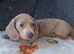Dachshund boy