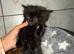 Fluffy kittens