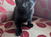 Kittens for sale