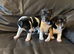 Jack Russell puppies