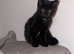 Kittens ready now