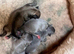 New Born Chihuahuas