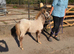 Lovely Chestnut Few Spot British Spotted Filly