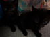 Kittens for sale