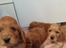 Cocker Spaniel Puppies