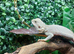 Hypo Zero Bearded Dragons at Birmingham Reptiles
