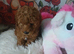 Miniature Poodle.