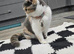 TICA Registered Rare Blue & Cream Tortie/White British Shorthair Girl