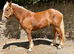 Stunning 14.3 chestnut gelding , supersafe 3 1/2 yr old