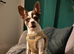 Male chihuahua