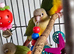 Baby conures
