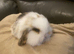 Mini lop litter ready 31st October