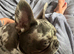 French bulldog 4years old
