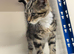 Kitten Female tabby