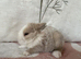 Baby mini lops