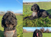 5 month old cockapoo