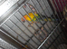 Sun conures