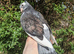 Hand reared fancy pigeon!