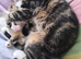 Gorgeous tabby male kitten